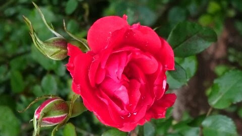 category-image